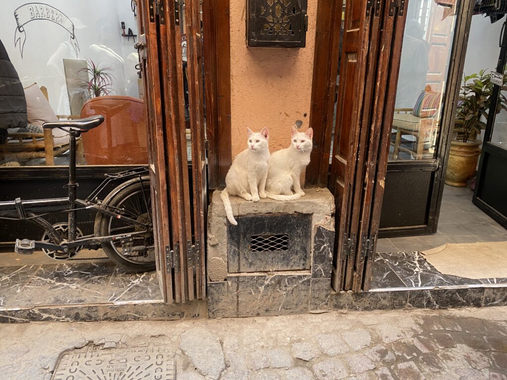 żywa ozdoba witryny w medynie